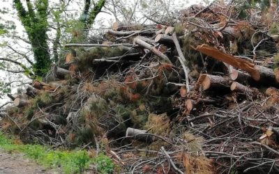 TAGLI DI ALBERI E MANUTENZIONE DEL VERDE: I NOSTRI DUBBI
