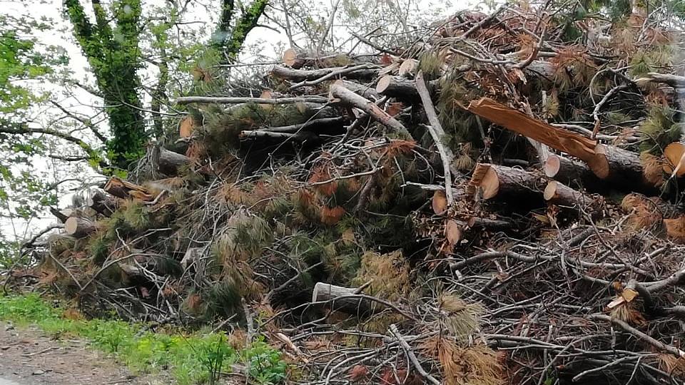 TAGLI DI ALBERI E MANUTENZIONE DEL VERDE: I NOSTRI DUBBI